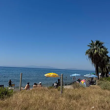 Kocak * Guzelcamlı